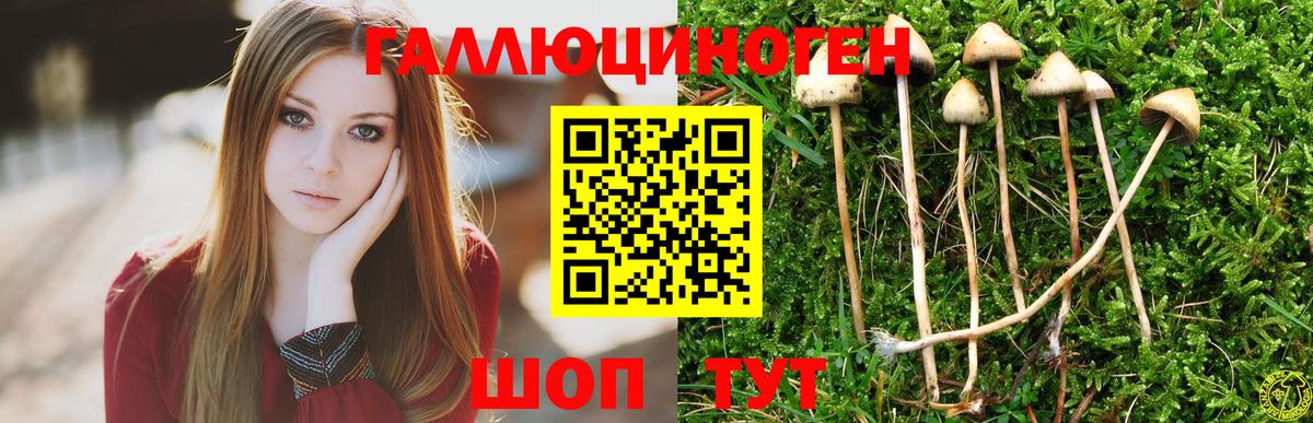 Псилоцибиновые грибы Psilocybine cubensis  Вход с VPN  Кулебаки 